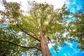 Professional Tree Services in Wayne, MI