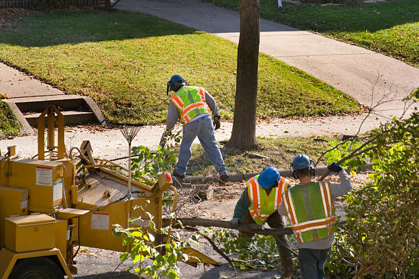 How Our Tree Care Process Works  in  Wayne, MI